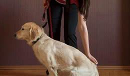 为什么说不要养公犬？因为这5个“缺陷”，让人崩溃