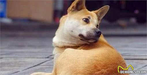 狗狗犯错后，用下面5种方式惩罚它，会让它们长记性，不会再犯
