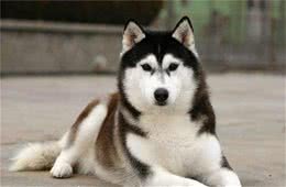哈士奇犬虽“二”,但也是有特点的，跟大家说说哈士奇犬的七个特点