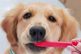 几个养成狗狗乖乖吃饭的方法，第三个方法最重要，很多人都不知道