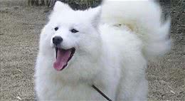 爱斯基摩犬好养吗十分卓越的看门狗