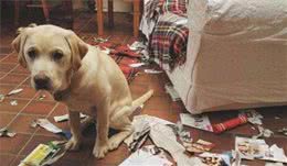 狗狗犯错后，这几种方法能让狗狗长记性，网友：收藏了