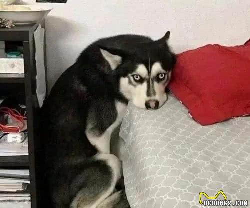 注意了！狗狗发抖不只是怕冷，还多是“重病缠身”