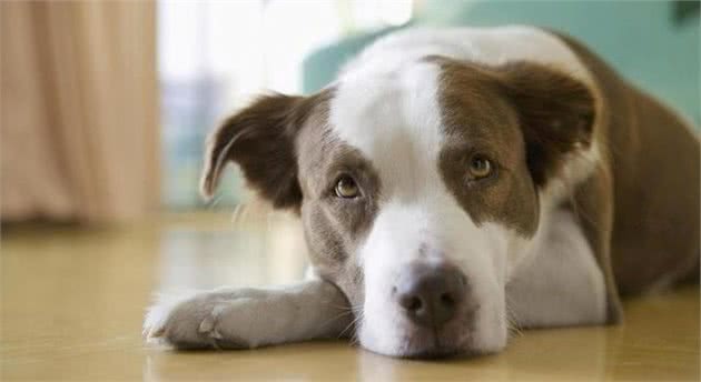 狗友们如何正确饲养小狗,皇家犬粮要怎么吃?