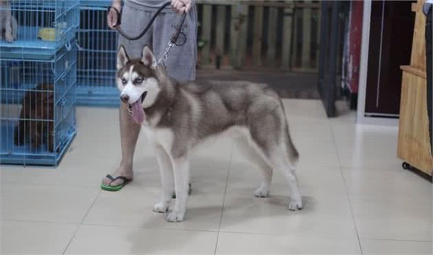 辟谣，哈士奇也能成为军犬，三大优点使得二哈从中脱颖而出！