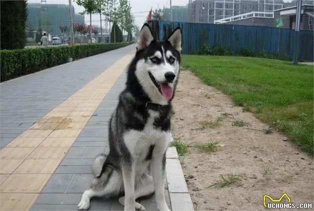 辟谣，哈士奇也能成为军犬，三大优点使得二哈从中脱颖而出！