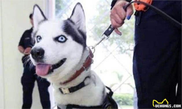 辟谣，哈士奇也能成为军犬，三大优点使得二哈从中脱颖而出！