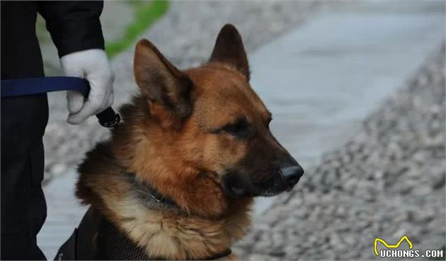 辟谣，哈士奇也能成为军犬，三大优点使得二哈从中脱颖而出！