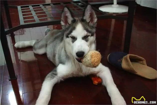 辟谣，哈士奇也能成为军犬，三大优点使得二哈从中脱颖而出！