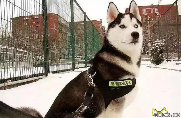 辟谣，哈士奇也能成为军犬，三大优点使得二哈从中脱颖而出！