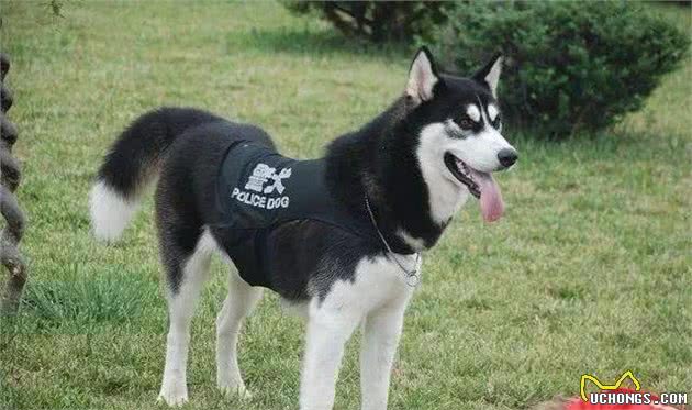 辟谣，哈士奇也能成为军犬，三大优点使得二哈从中脱颖而出！
