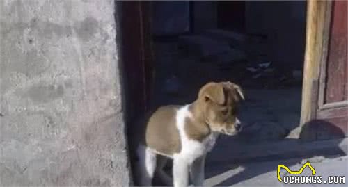 每一只串串狗在这个世界上全是独一无二的存有