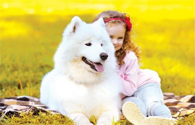 自制犬粮更健康吗，这些常见问题你有考虑过吗？关乎狗狗健康