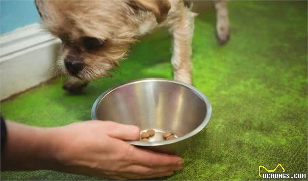 自制犬粮更健康吗，这些常见问题你有考虑过吗？关乎狗狗健康