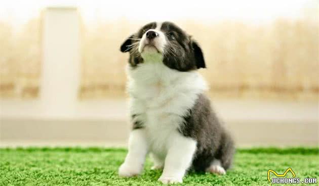 自制犬粮更健康吗，这些常见问题你有考虑过吗？关乎狗狗健康