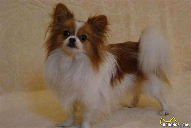 3分钟，告诉你哪些原因在破坏犬粮的适口性