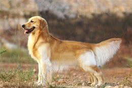成年犬必做的8项日常护理，全方位护理狗狗，主人都把握了吗？