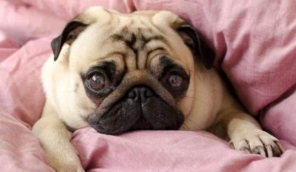 住楼房最好养小型犬，这6种可爱又粘人的狗狗就很适合你！
