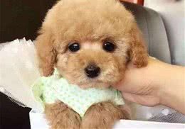 如何狗狗爱上洗澡，犬沐浴露怎么选？