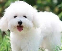 5种呆萌的小型犬，有你喜欢的吗？