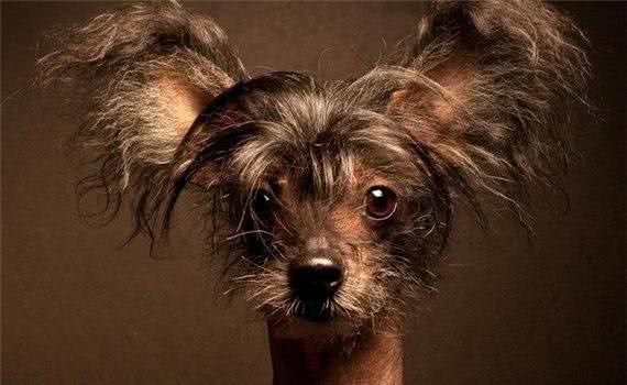 世界上最丑的狗,没有之一—中国冠毛犬