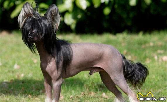 世界上最丑的狗,没有之一—中国冠毛犬