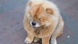 狗便血怎么回事呀