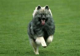荷兰毛狮犬训练难度荷兰毛狮犬如何训练