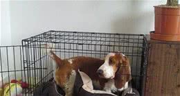 训练狗狗进笼子