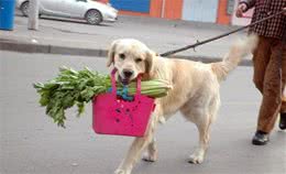 狗狗犯错最怕这些惩罚，要是你爱它不要轻易尝试！