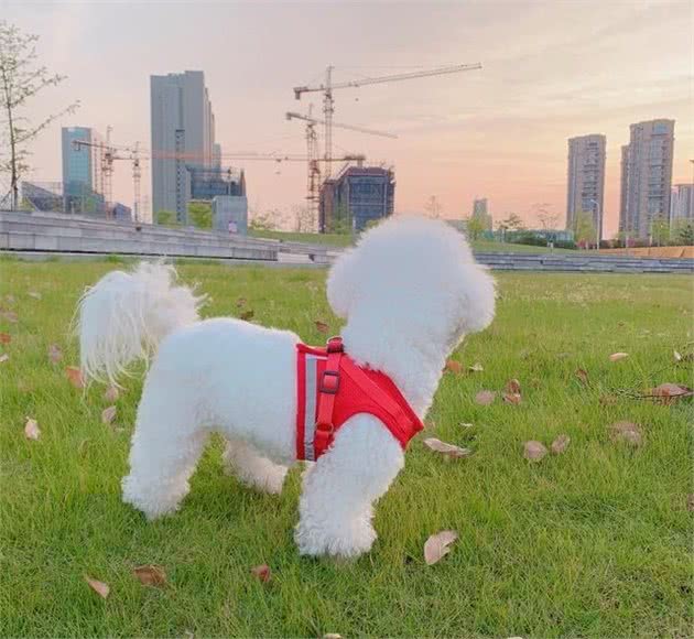正确养狗，如何正确地给狗狗喂药
