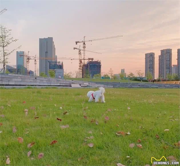 正确养狗，如何正确地给狗狗喂药