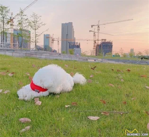 正确养狗，如何正确地给狗狗喂药