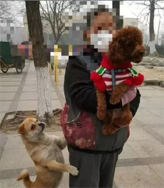 世界流浪动物日|你知道你家狗狗的记忆能保持多久吗?