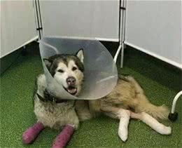 雪橇犬被放在冰天雪地里冻伤，有人回：“雪橇犬不是不怕冷吗？”