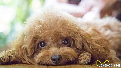 宠主注意了，泰迪犬缺钙的几大信号，4个简单方法教你补补