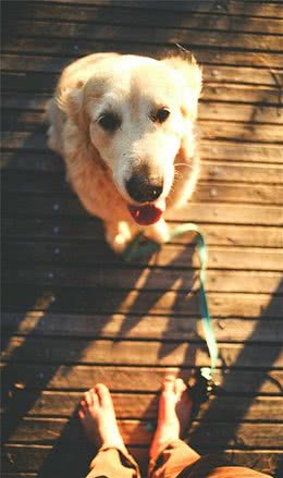 为什么需要给自家狗狗训练?十条不可不知的理由!