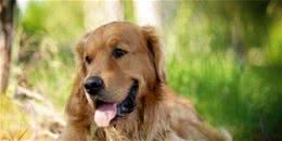 金毛寻回犬活泼程度金毛寻回犬活泼程度中等
