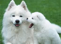 狗狗唤回训练对狗进行三个阶段的换回训练