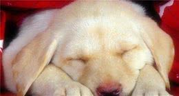 犬睡眠习惯是怎样的？如何让它们睡得更好？