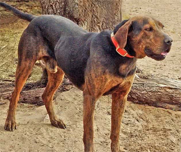 美国的头号猛犬，可放牧野猪，掀翻比特犬，猎犬中的杀手