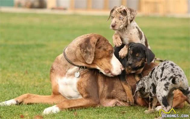 美国的头号猛犬，可放牧野猪，掀翻比特犬，猎犬中的杀手