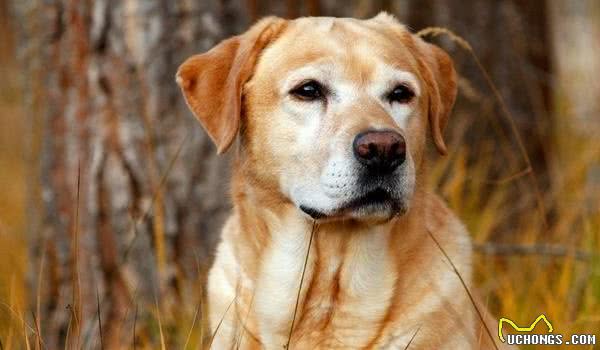 母犬发情期有什么表现？母犬发情几天能够交配？