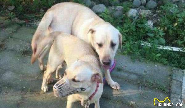 母犬发情期有什么表现？母犬发情几天能够交配？
