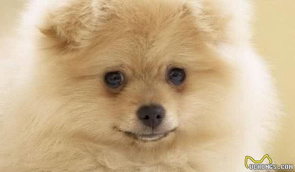 母犬发情期有什么表现？母犬发情几天能够交配？