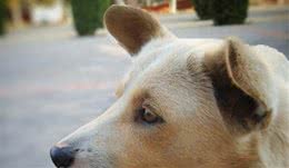 母犬发情期有什么表现？母犬发情几天能够交配？