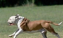 关于美国斗牛犬的来源的3种说法
