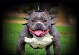 你真的了解犬吗—犬类解析