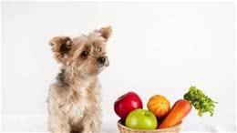 再次忠告！这5种蔬菜，狗狗不能吃，严重的甚至会贫血！