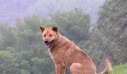 广西猎犬—我们心中永存的“阿黄”